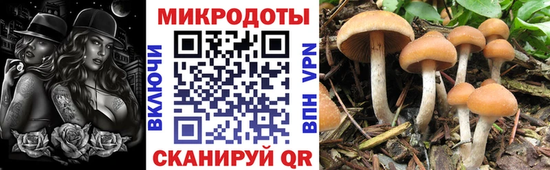 Галлюциногенные грибы Psilocybe  как найти закладки  Фрязино 